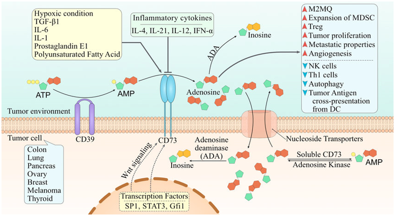 CD73 in the tumor microenvironment. 