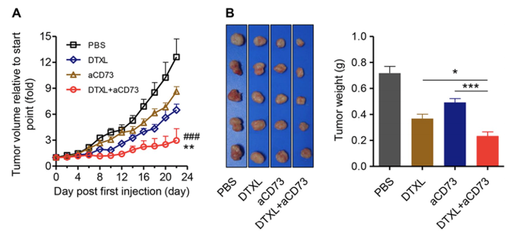 Anti-CD73 Therapeutic Monoclonal Antibody Program