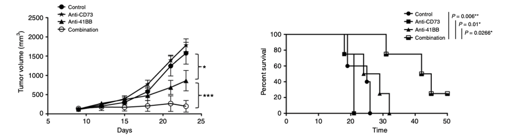 Anti-CD73 Therapeutic Monoclonal Antibody Program