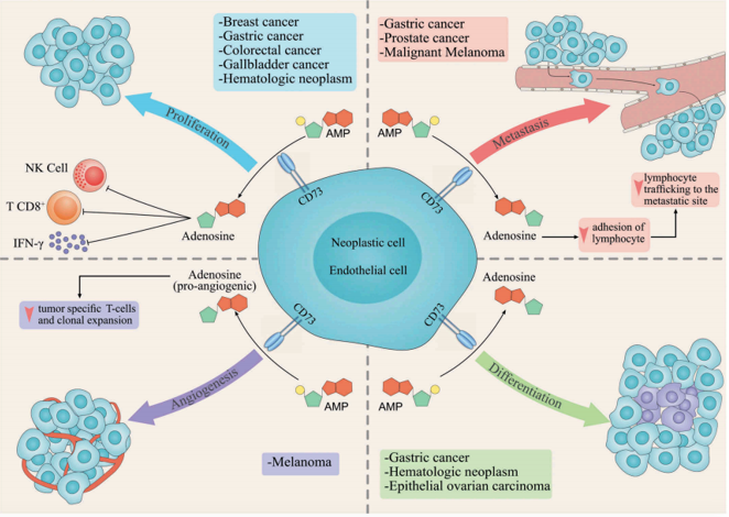 The role of CD73 in tumor development and its underlying molecular mechanisms.