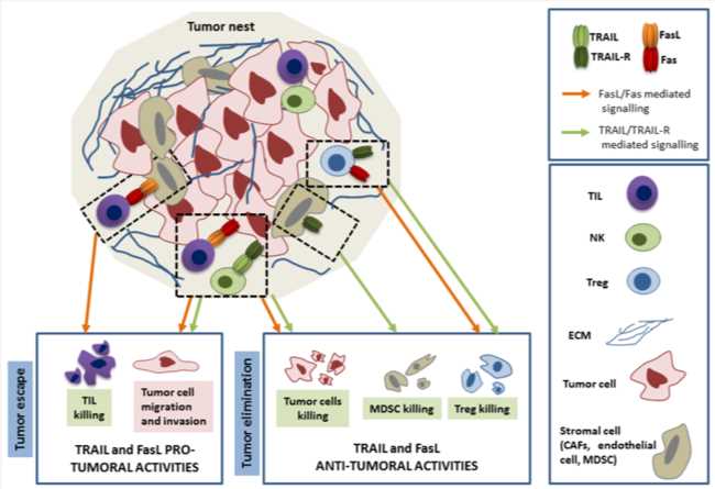 FasL and TRAIL pro- and anti-tumoral activities within the tumor nest. (Rossin, et al., 2019)