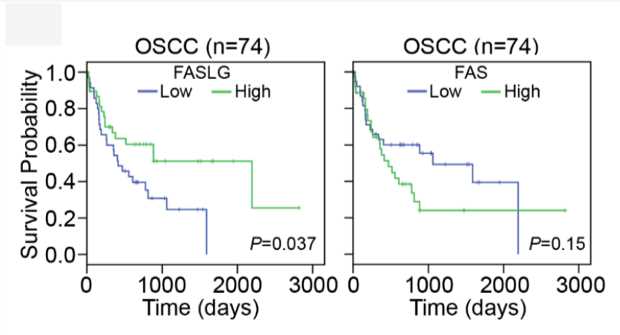Clinical relevance of the Fas ligand (FasL)/Fas ratio in OSCC. (Chien, et al., 2017)
