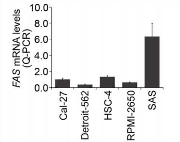 A low Fas ligand (FasL)/Fas ratio promotes tumor growth of OSCC in vitro and in vivo, qPCR Analysis of FAS. (Chien, et al., 2017)