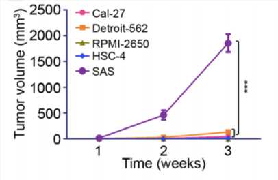 Anti-FASL-Therapeutic-scFv-Antibody-Program