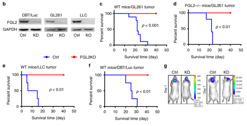 Fig.2 FGL2 knockout in tumor cells inhibits tumor progression. (Jun, et al., 2019)