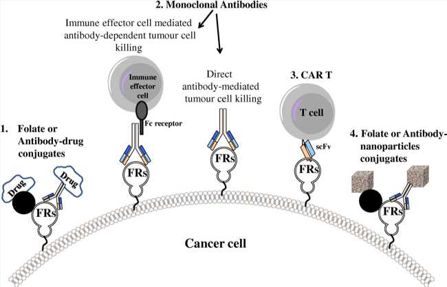 Approaches for targeting FRs as therapies for cancer and inflammatory diseases. (Frigerio, et al., 2019)