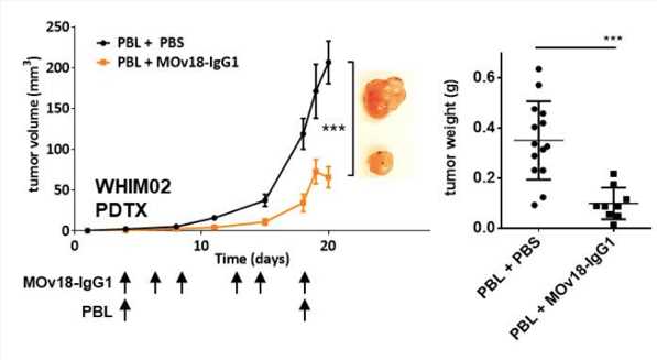 Growth curves and weight measurements of resected WHIM02 PDTX tumors of the partly-immuno-humanized mice. (Anthony, et al., 2018)