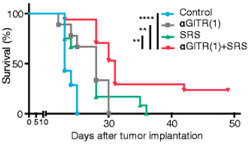 Fig.2 Anti-GITR mAb plus SRS combination therapy for Glioblastoma (GBM). (Patel, et al., 2016)