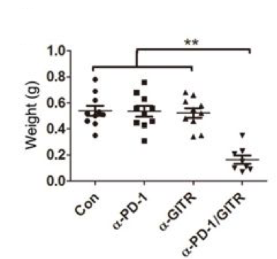 Fig.3 Combined anti-PD-1/GITR mAb induces tumor-specific long-lasting immunity against ovarian cancer. (Lu, et al., 2014)