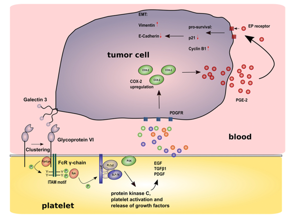 Impact of the interaction between GPVI and galectin 3 on cancer metastasis. 