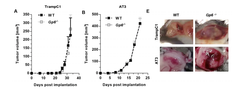 Anti-GPVI Therapeutic Monoclonal Antibody Program