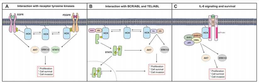 Simplified schematic depiction of HCK signaling in cancer cells. (Poh, et al., 2015)