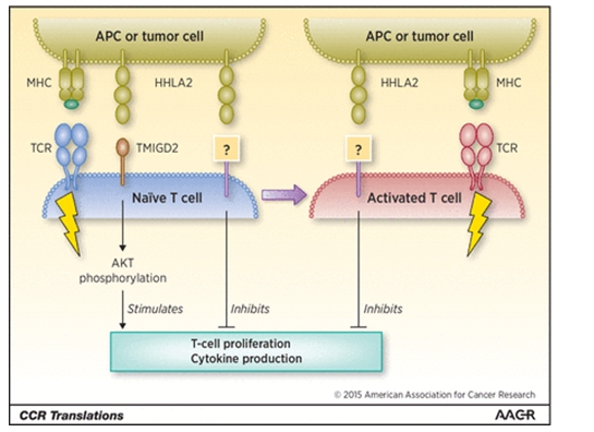 Model for HHLA2 interaction with two receptors to regulate T-cell functions.