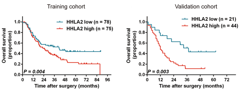 Fig.2 High HHLA2 expression was significantly associated with poor overall survival in intrahepatic cholangiocarcinoma (ICC) patients. (Jing, et al., 2019) 