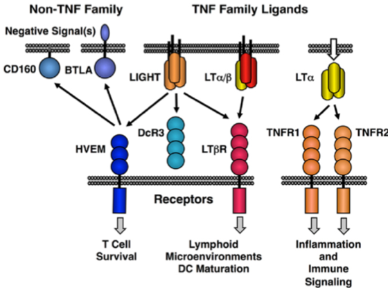 Next-IO™ Anti-HVEM/TNFRSF14 Monoclonal Antibody Program
