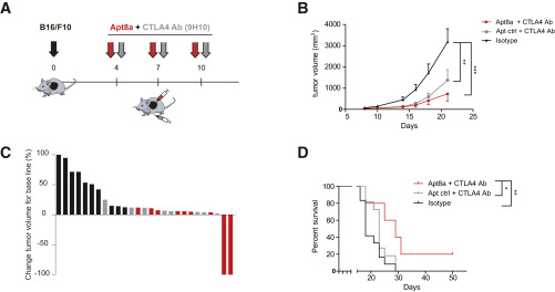 Fig.1 ICOS agonist potentiates CTLA-4 blockade therapy in a melanoma mouse model. (Soldevilla, et al., 2019)