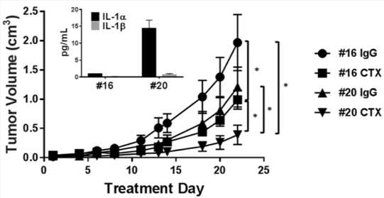 IL-1α overexpression enhances the anti-tumor efficacy of cetuximab. (Espinosa-Cotton, et al., 2019)