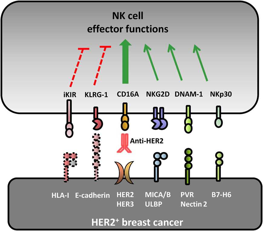 Fig.1 Receptor-ligand pairs involved in natural killer (NK) cell recognition of HER2+ breast cancer cell lines. (Muntasell, et al., 2017)