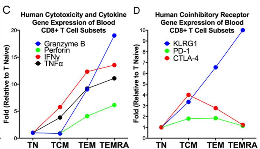 Fig.3 The gene expression of KLRG1 is correlated with the cytotoxic potential of CD8+ T cells. (Greenberg, et al., 2019)