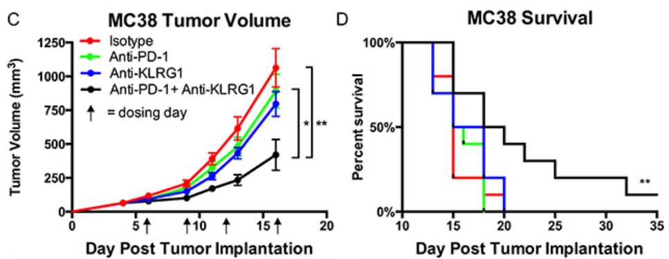 Fig.5 Anti-KLRG1 antibody therapy shows anti-tumor efficacy in an animal model with colon cancer. (Greenberg, et al., 2019)