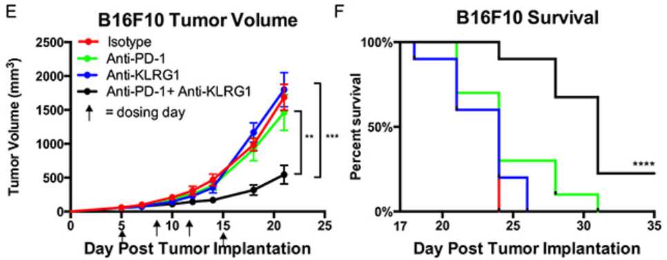 Fig.6 Anti-KLRG1 and anti-PD-1 combination therapy shows anti-tumor efficacy in an animal model with melanoma cancer. (Greenberg, et al., 2019)