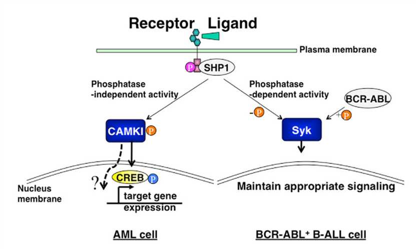 ITIM-containing receptor downstream signaling in different leukemia cells.