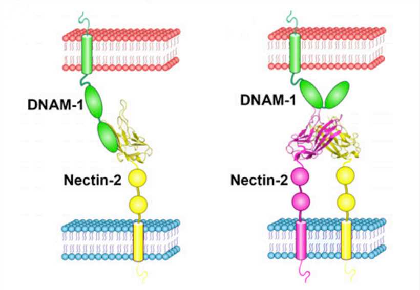 Fig.1 Proposed model of nectin-2 binding to DNAM-1. (Jia, et al., 2010)