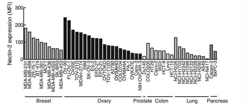 Fig.2 Nectin-2 is over-expressed in various types of cancers. (Oshima. et al, 2013)