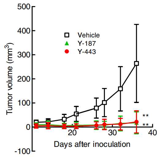 Fig.5 Anti-Nectin-2 mAbs shows in vivo anti-tumor effects in the OV-90 cells from the mouse subcutaneous xenograft model. (Oshima. et al, 2013)