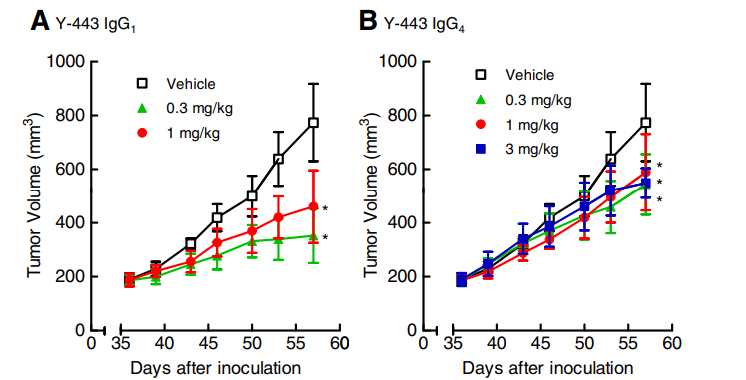 Fig.6 Anti-Nectin-2 mAbs exhibit in vivo anti-tumor effects in an established mouse lung cancer model. (Oshima. et al, 2013)