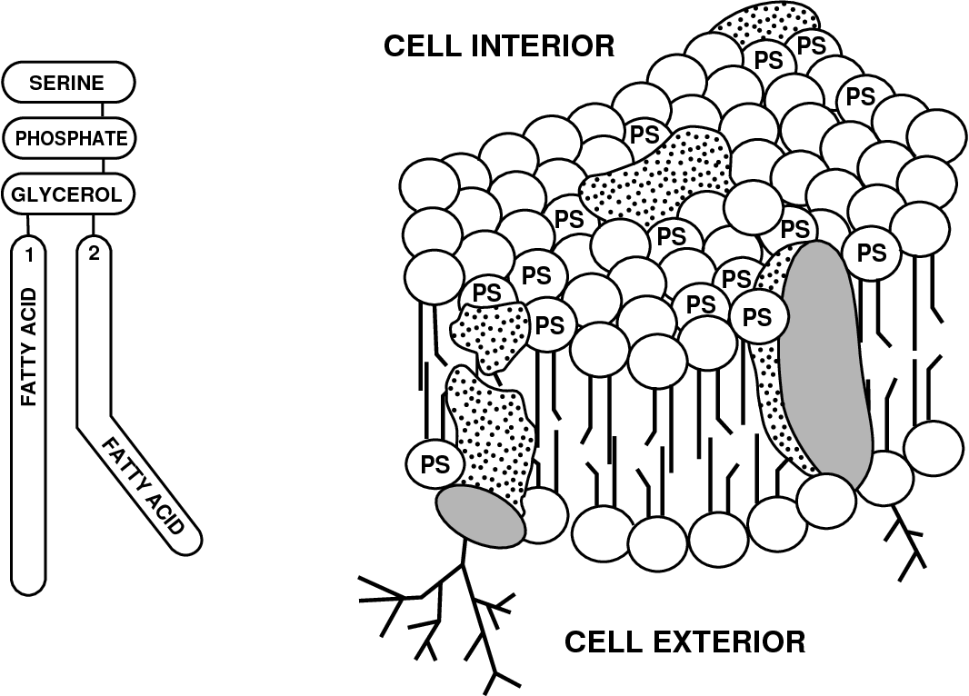 Anti-Phosphatidylserine Monoclonal Antibody Program 
