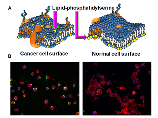 Anti-Phosphatidylserine Monoclonal Antibody Program
