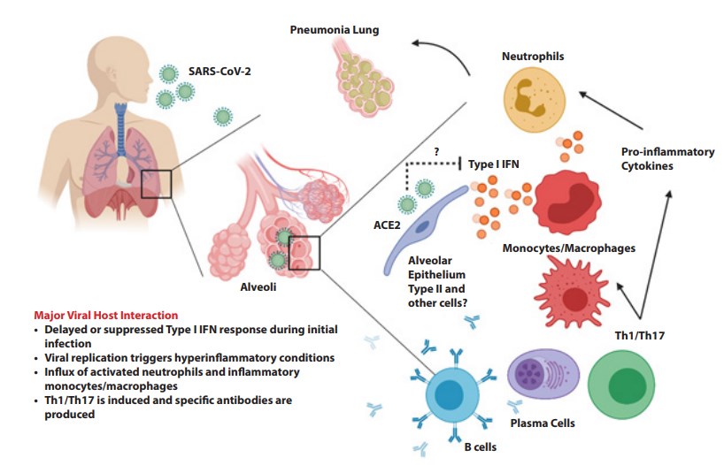 Proposed immune responses during SARS-CoV-2 infection. (Prompetchara, et al., 2020)