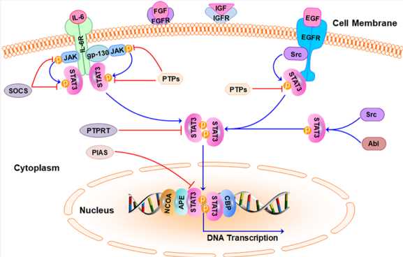 The STAT3 signaling pathway in cancer cells. (Qin, et al., 2019)
