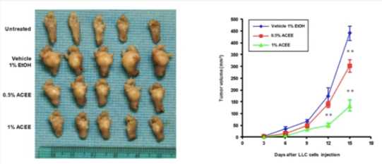 Primary tumors and volume of developing Lewis lung carcinoma paw tumors in vehicle and ACEE-treated mice. (Huang, et al., 2019)