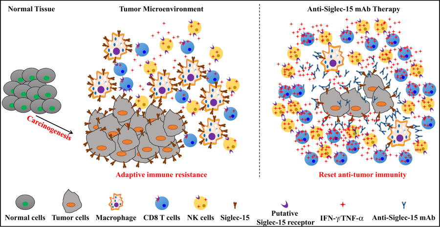 Siglec-15 is a candidate target for normalization cancer immunotherapy. 