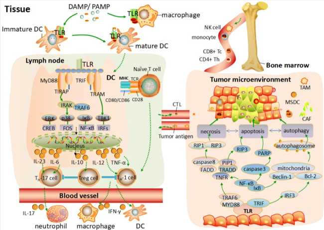 TLRs mediated the T cells response and programmed cell death process toward tumor environment. (Xiaohong, et al., 2018)