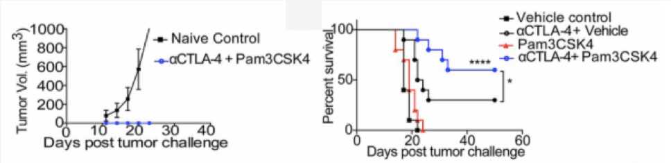 am3CSK4 plus anti–CTLA-4 antibody enhances tumor rejection, increases survival, and produces immunological memory after B16/F10 tumor challenge. (Sharma, et al., 2019)