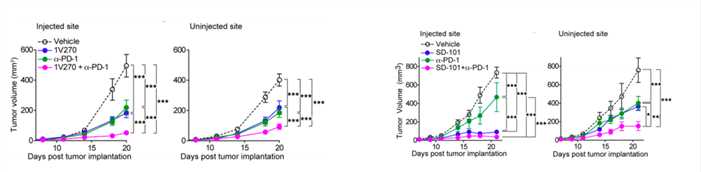 Treatment with 1V270 or SD-101 suppresses tumor growth of HPV-positive HNSCC. (Fumi, et al., 2017)