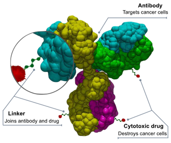 Antibody-Drug Conjugate (ADC) Technology