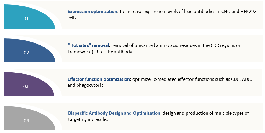 Our workflow for bispecific antibody engineering. (Creative Biolabs Original)