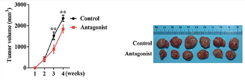 Analysis of the weekly tumor volumes and gross observation of the harvested tumor tissues after 4 weeks. (Yang, et al., 2019)