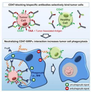 Next-IO™ CD47 × MSLN Therapeutic Bispecific Antibody Program