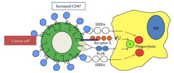 CD47 regulates phagocytosis of host cells by interacting with SIRPα.