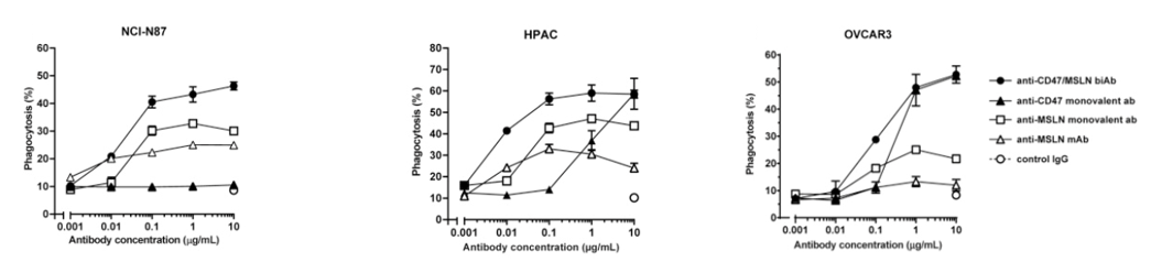 CD47 × MSLN Therapeutic Bispecific Antibody Program