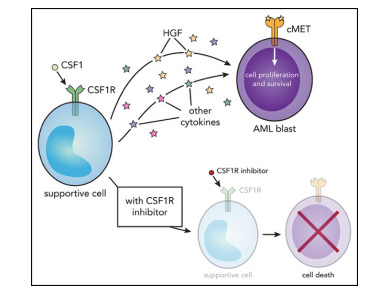 CSF1R inhibitors exhibit antitumor activity in AML. (Edwards, et al., 2019)