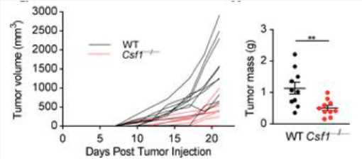 In vivo growth curves and tumor masses of WT and Csf1–/– MC38 tumor cells in WT mice following s.c. injections at day 0. (Gyori, et al., 2018)