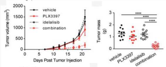 In vivo growth curves and tumor masses at day 21 of WT mice orally. (Gyori, et al., 2018)
