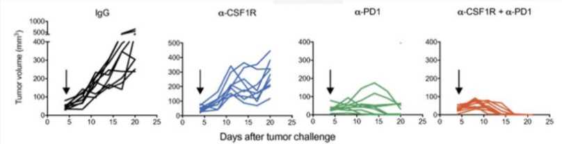 Tumor volumes of subcutaneous SM1-OVA melanomas treated as indicated. IgG, α-CSF1R, α-PD1, and α-CSF1R + α-PD1. (Neubert, et al., 2018)