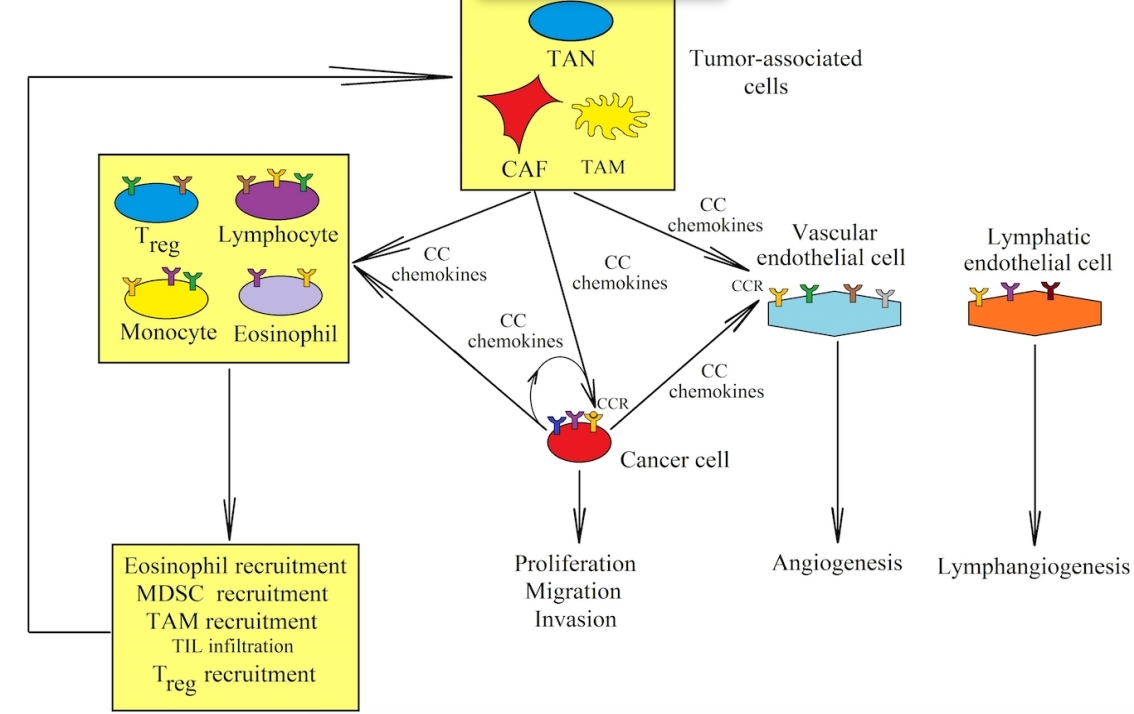 Fig.1 The role of CCL chemokines in cancer progression.